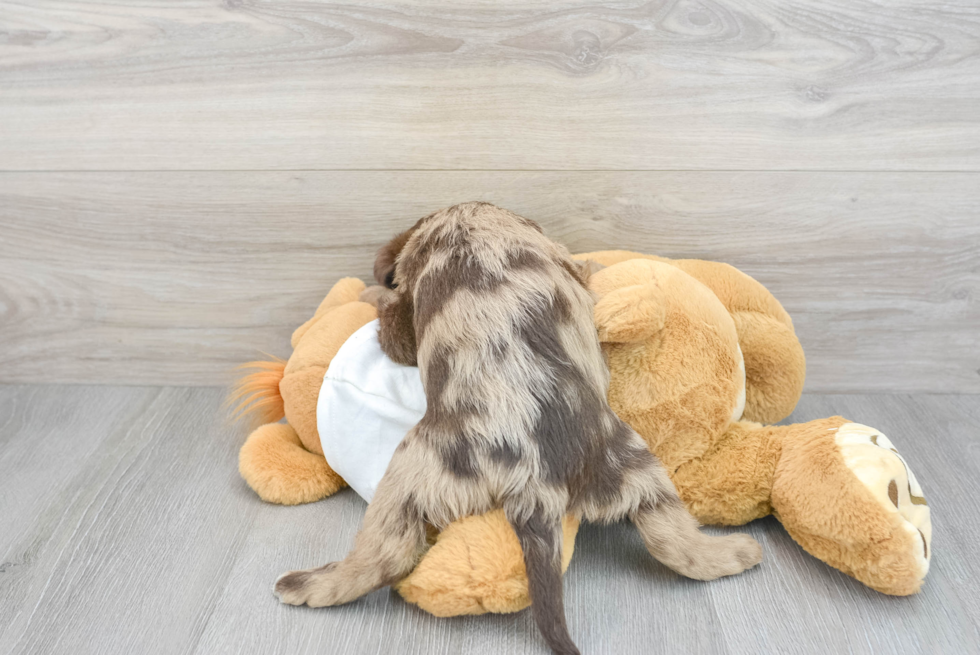 Playful Labrador Poodle Mix Puppy