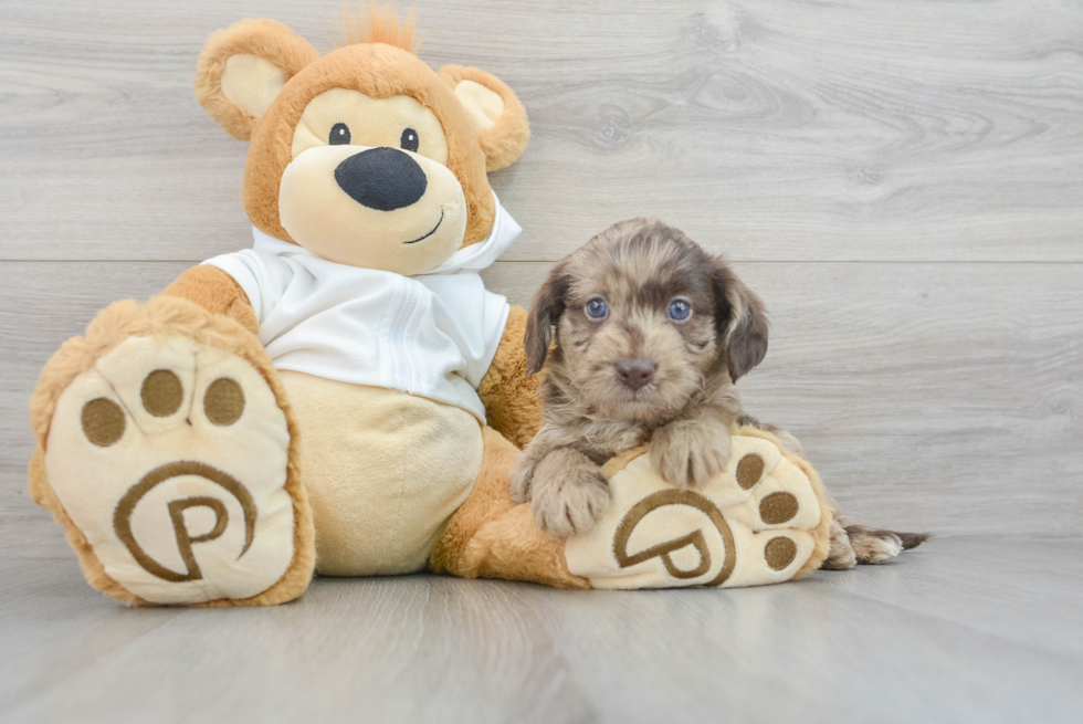 Little Labrador Poodle Mix Puppy