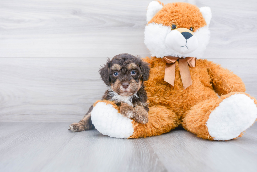 Mini Labradoodle Puppy for Adoption