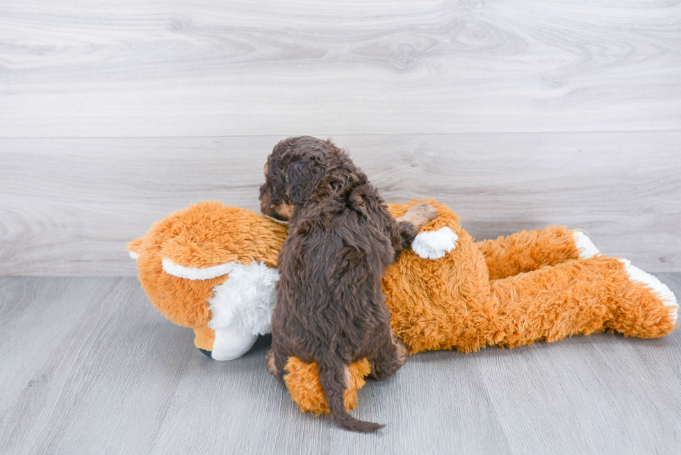 Friendly Mini Labradoodle Baby