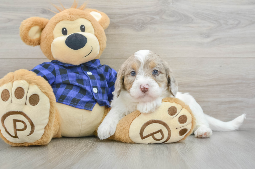 5 week old Mini Labradoodle Puppy For Sale - Premier Pups