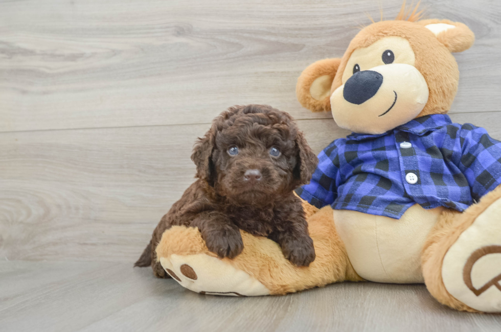 6 week old Mini Labradoodle Puppy For Sale - Premier Pups