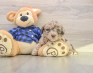 6 week old Mini Labradoodle Puppy For Sale - Premier Pups