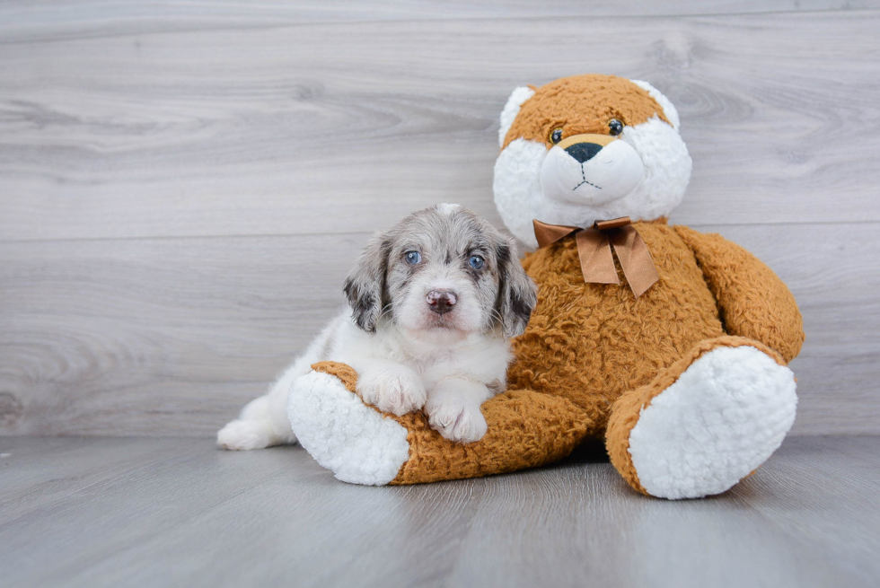 Sweet Mini Labradoodle Baby