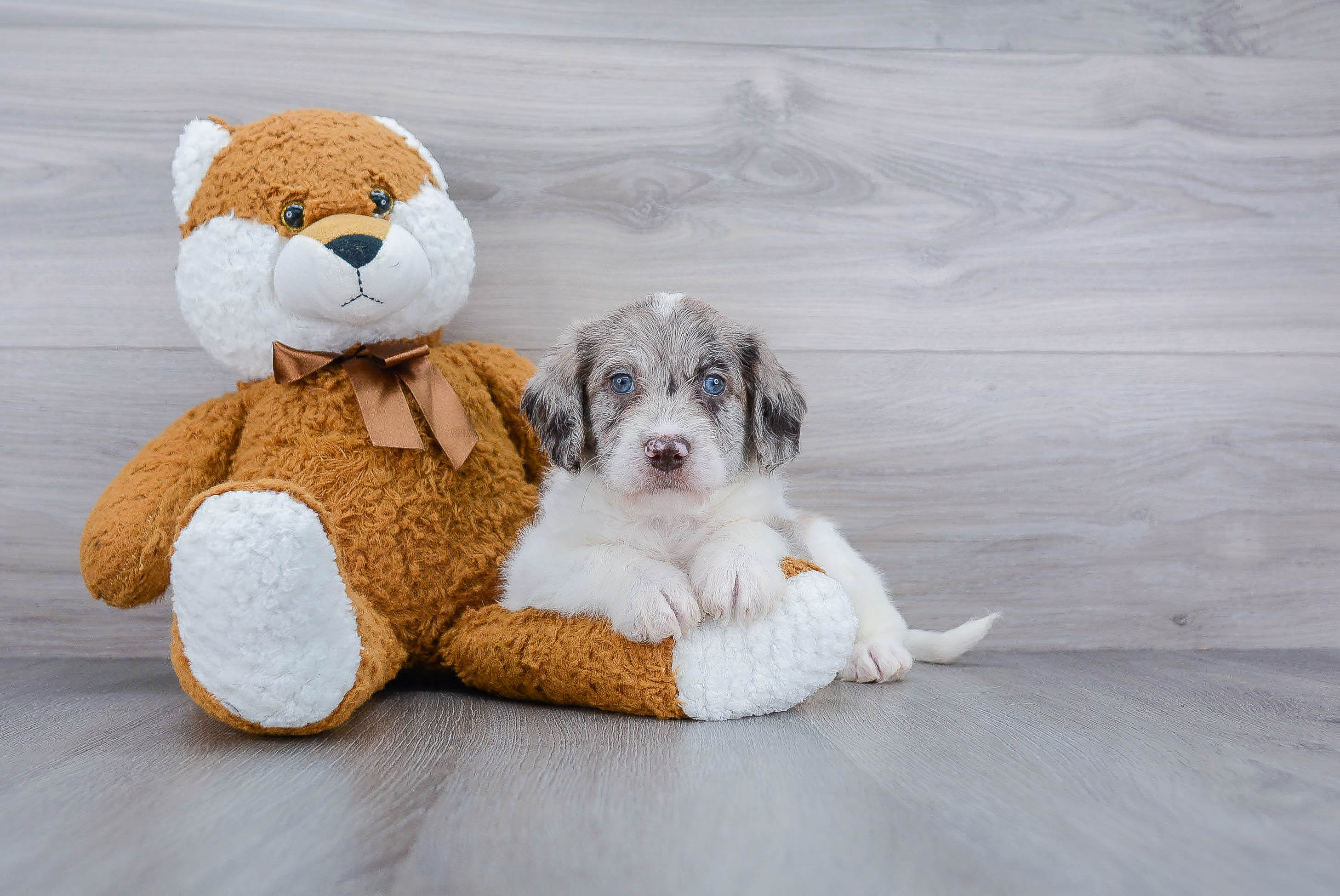 Mini Labradoodle Pup Being Cute