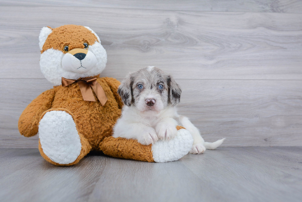 Mini Labradoodle Pup Being Cute