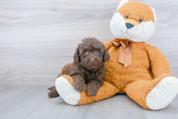 Energetic Labrador Poodle Mix Puppy