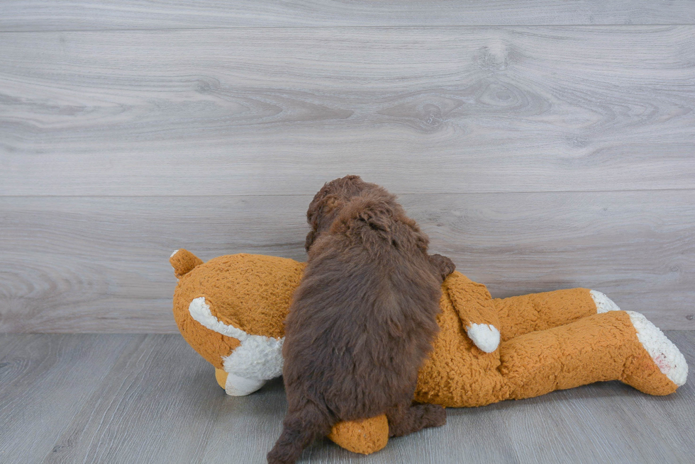 Mini Labradoodle Pup Being Cute