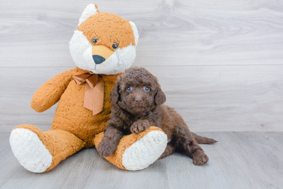 Fluffy Mini Labradoodle Poodle Mix Pup