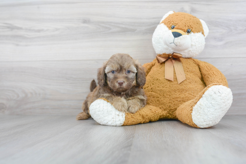 Best Mini Labradoodle Baby