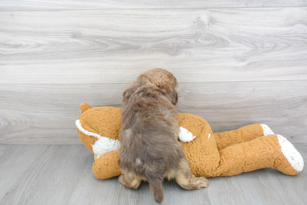 Small Mini Labradoodle Baby