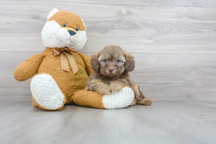 Best Mini Labradoodle Baby