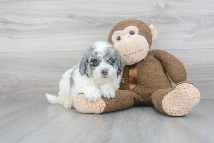 Best Mini Labradoodle Baby