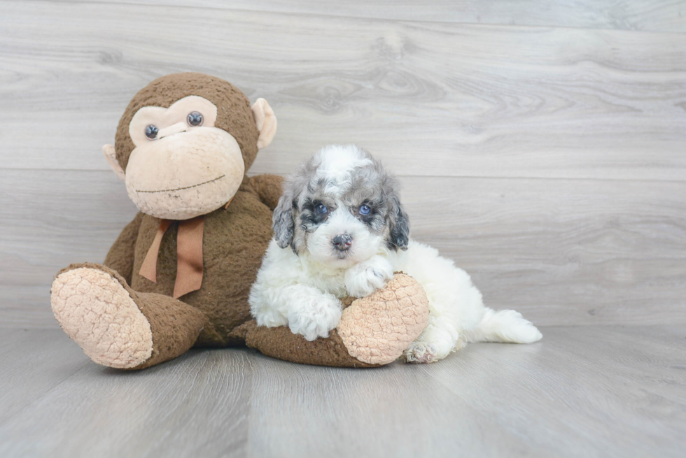 Petite Mini Labradoodle Poodle Mix Pup