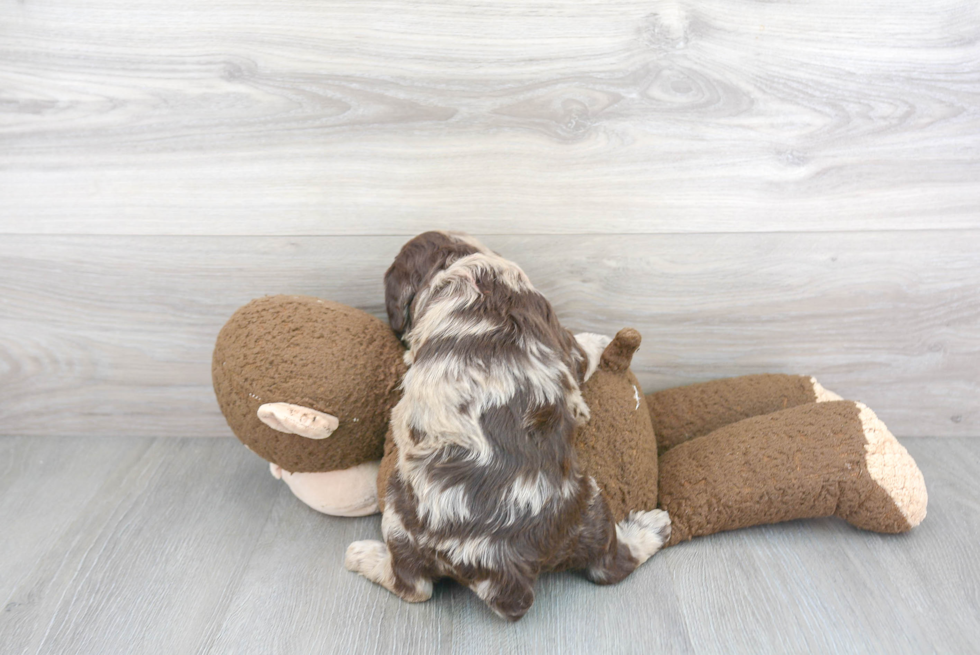 Mini Labradoodle Pup Being Cute