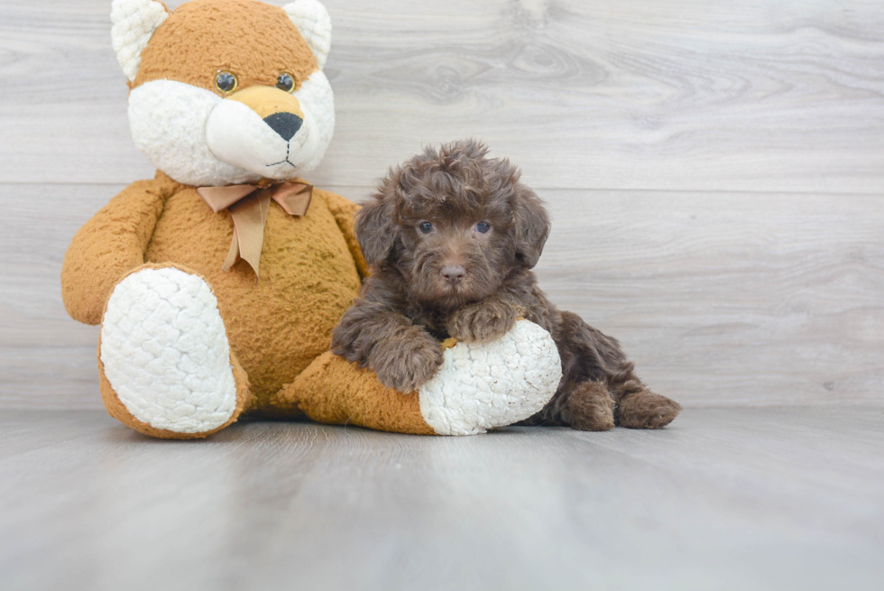 Friendly Mini Labradoodle Baby