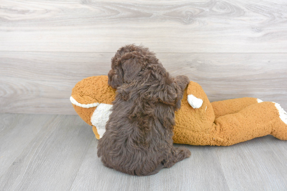 Mini Labradoodle Puppy for Adoption