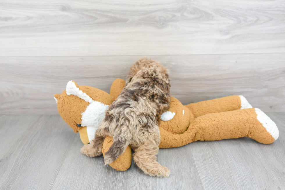 Popular Mini Labradoodle Poodle Mix Pup