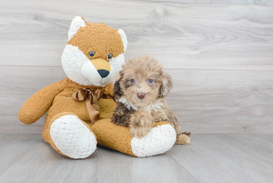 Mini Labradoodle Pup Being Cute