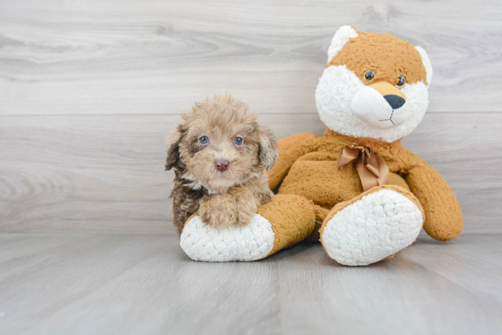 Happy Mini Labradoodle Baby