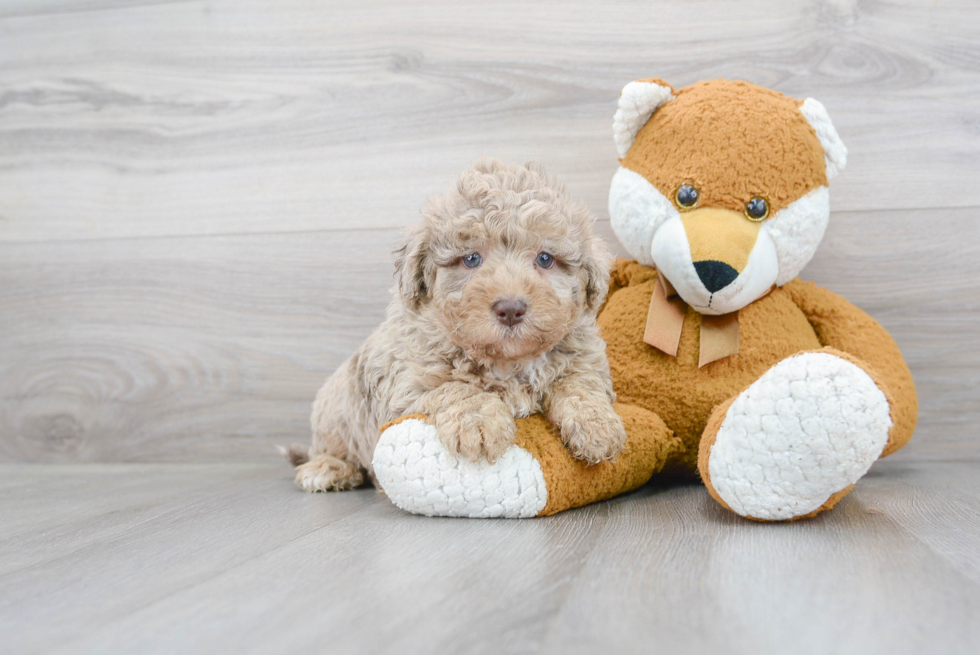 Mini Labradoodle Puppy for Adoption