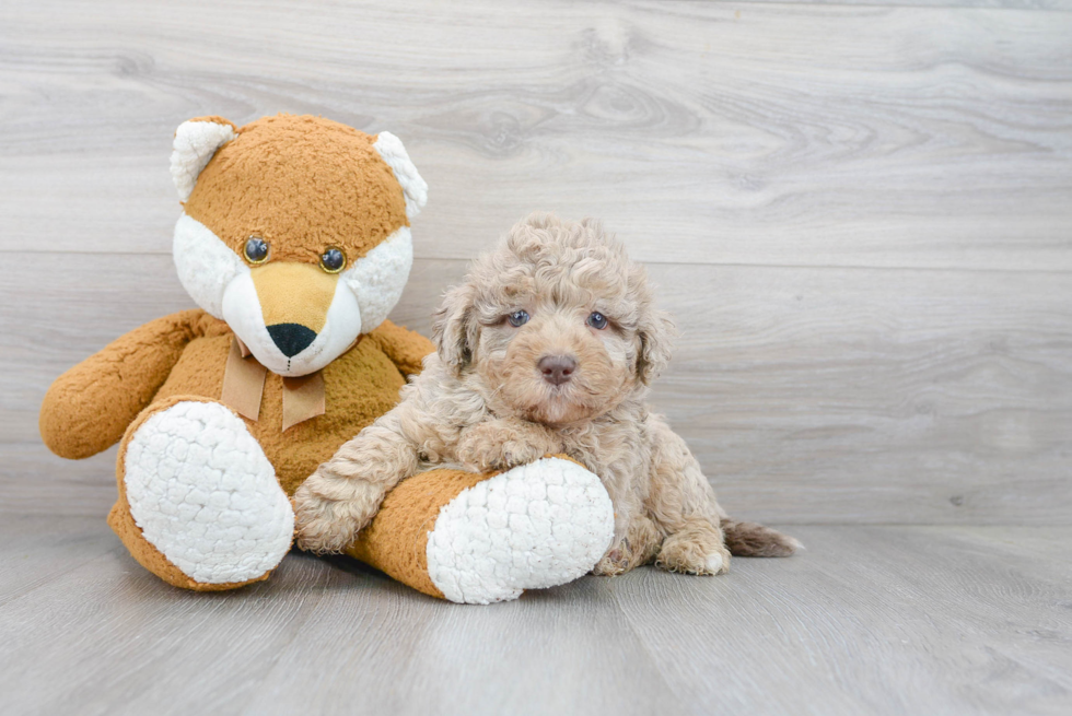 Popular Mini Labradoodle Poodle Mix Pup