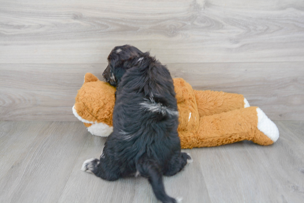 Best Mini Labradoodle Baby