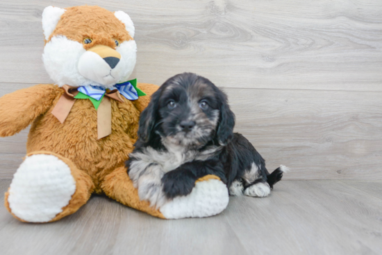 Mini Labradoodle Pup Being Cute