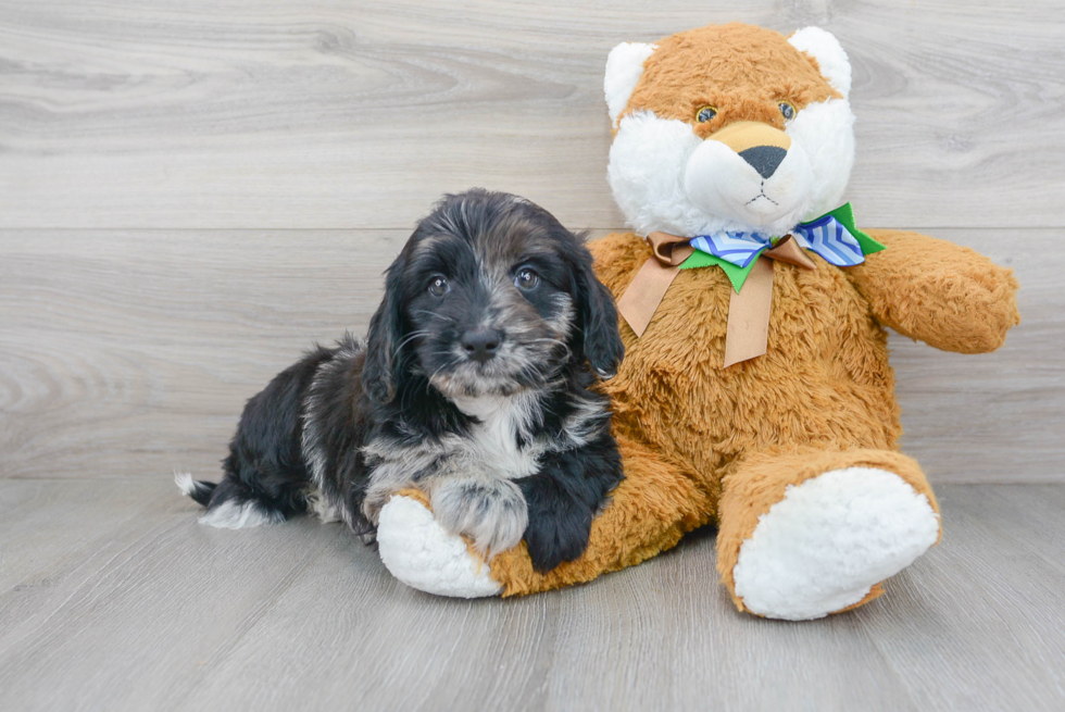 Mini Labradoodle Pup Being Cute