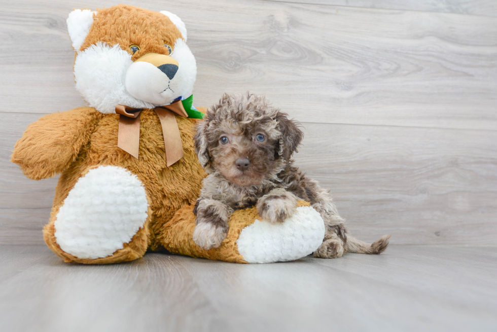 Mini Labradoodle Pup Being Cute