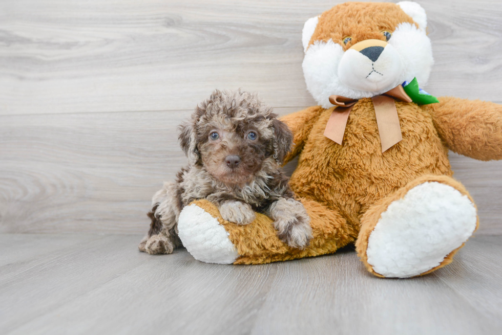 Friendly Mini Labradoodle Baby