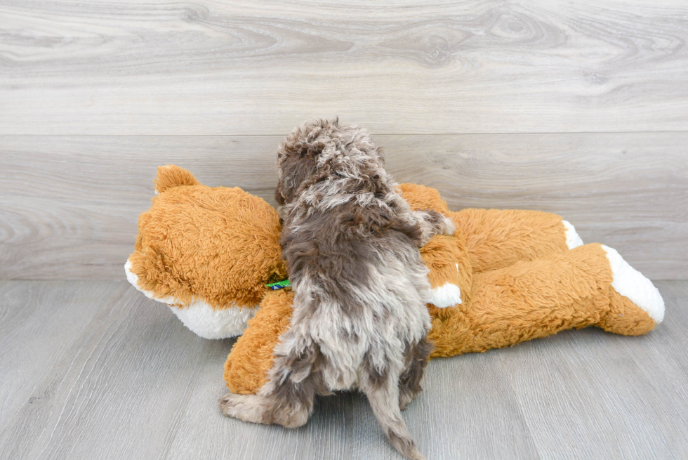 Best Mini Labradoodle Baby