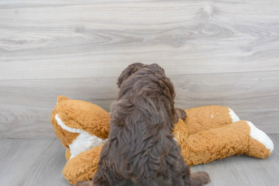 Mini Labradoodle Pup Being Cute