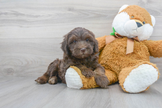 Mini Labradoodle Puppy for Adoption