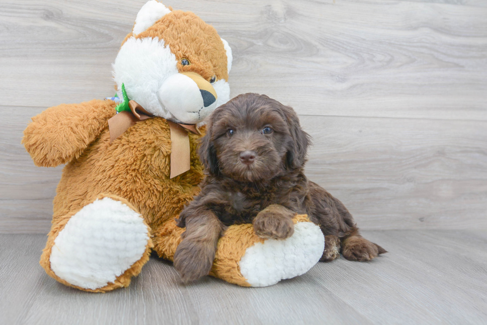 Hypoallergenic Labrador Poodle Mix Puppy