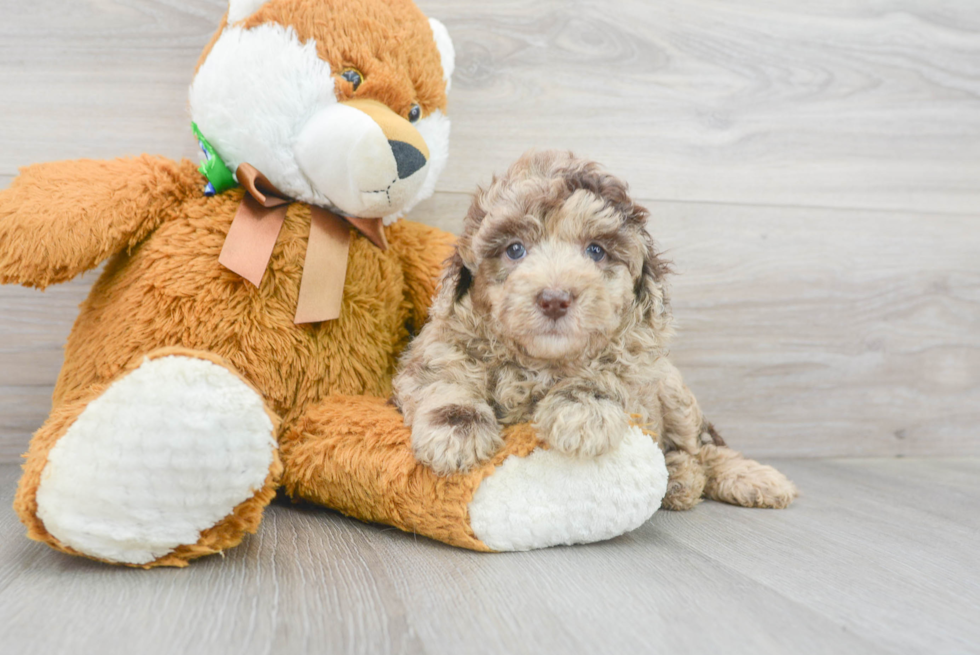 Fluffy Mini Labradoodle Poodle Mix Pup