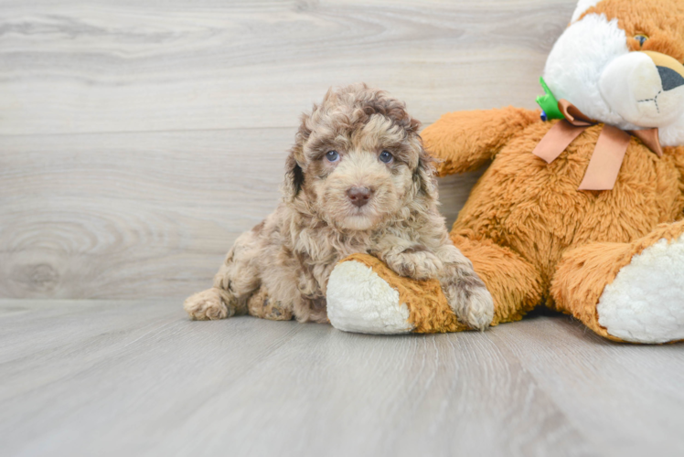 Mini Labradoodle Pup Being Cute