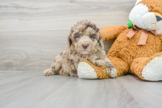 Mini Labradoodle Pup Being Cute