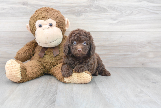 Funny Mini Labradoodle Poodle Mix Pup