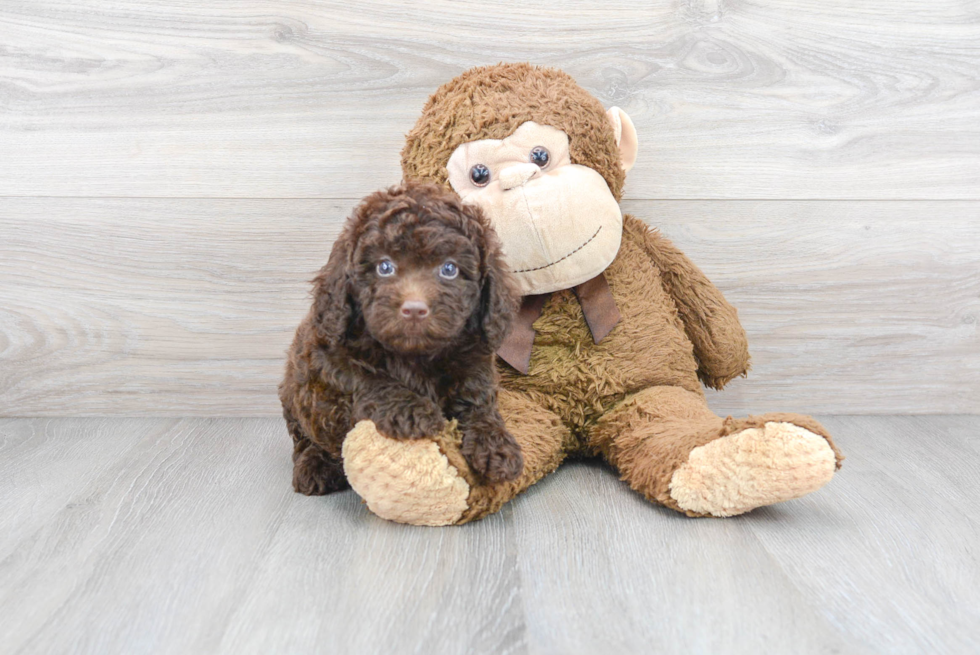 Mini Labradoodle Pup Being Cute