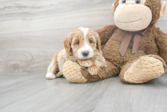 Mini Labradoodle Puppy for Adoption