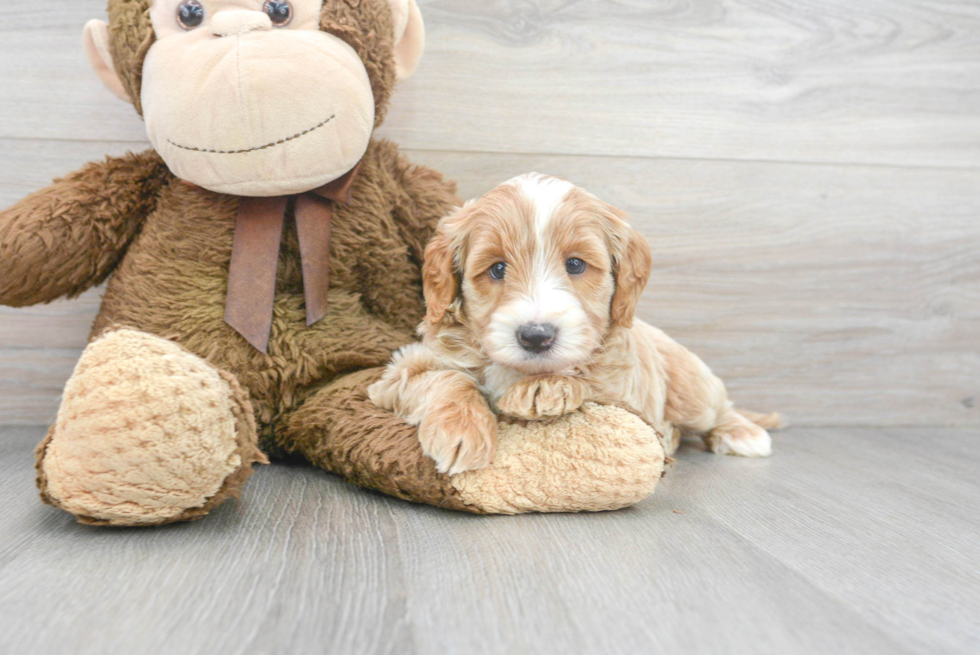 Mini Labradoodle Pup Being Cute