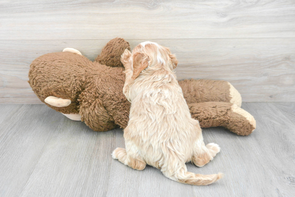 Mini Labradoodle Pup Being Cute