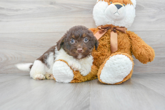 Mini Labradoodle Pup Being Cute