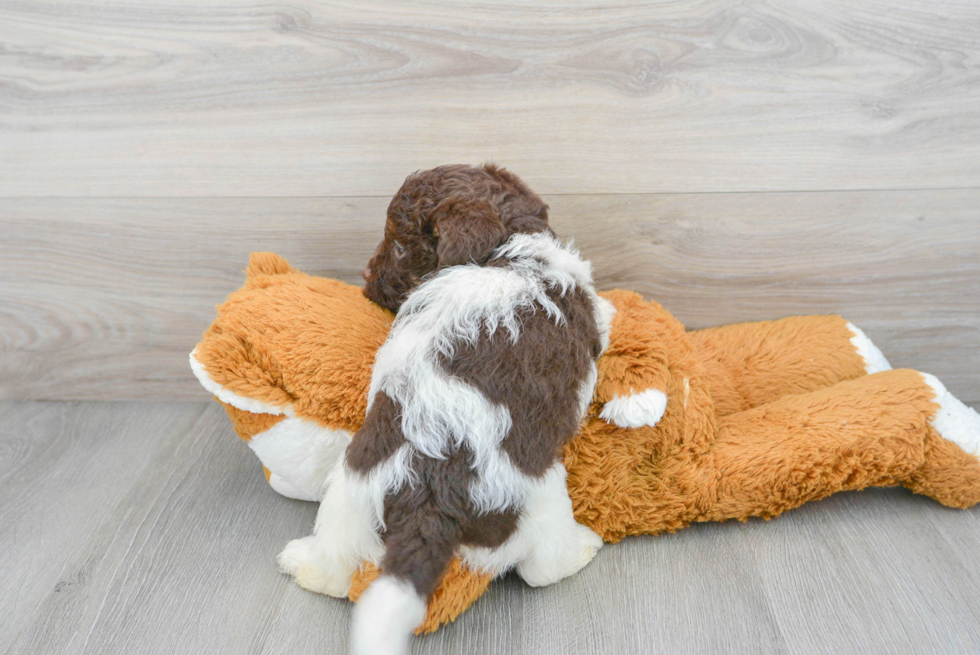 Popular Mini Labradoodle Poodle Mix Pup