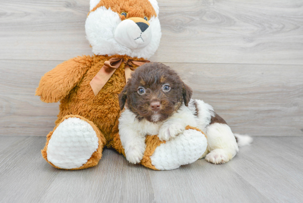 Funny Mini Labradoodle Poodle Mix Pup