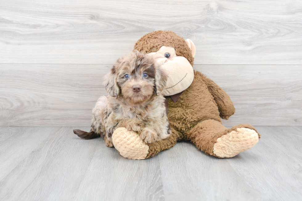 Fluffy Mini Labradoodle Poodle Mix Pup