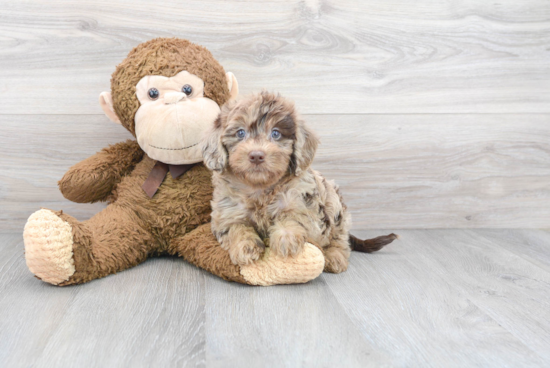 Small Mini Labradoodle Baby