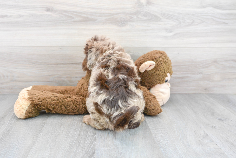 Smart Mini Labradoodle Poodle Mix Pup