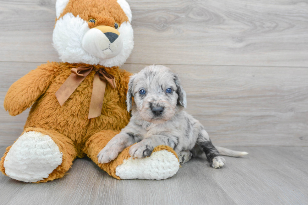 Mini Labradoodle Puppy for Adoption